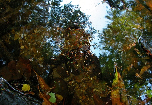 Photographer's reflection in pool. Laurel Fork Creek.