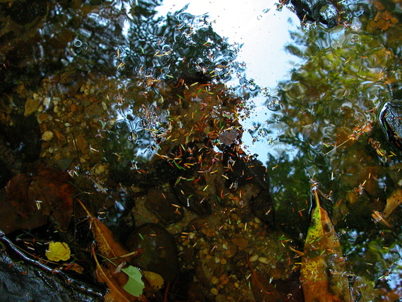 Photographer's reflection in pool. Laurel Fork Creek.