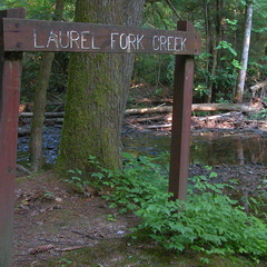 One of many crossings. Laurel Fork Creek.