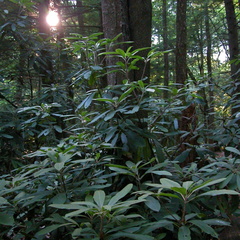 Light through canopy.