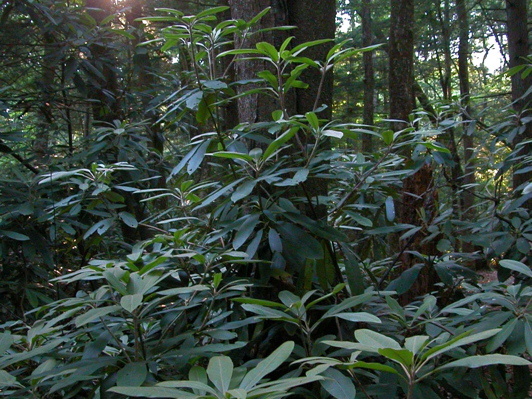 Light through canopy.