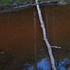 Beaver dam pool and reflection.