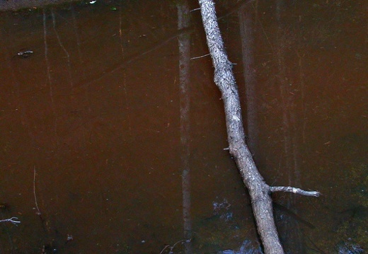 Beaver dam pool and reflection.