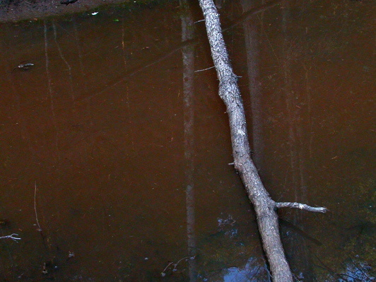 Beaver dam pool and reflection.