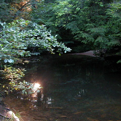 Two sun orbs. Laurel Fork Creek.