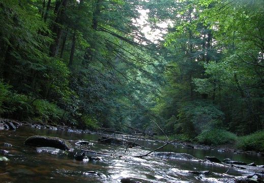 Composing image at creek level.