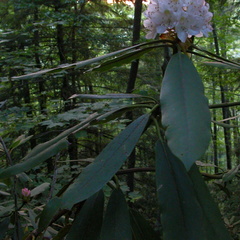 Rhododendron levitates in sunset.