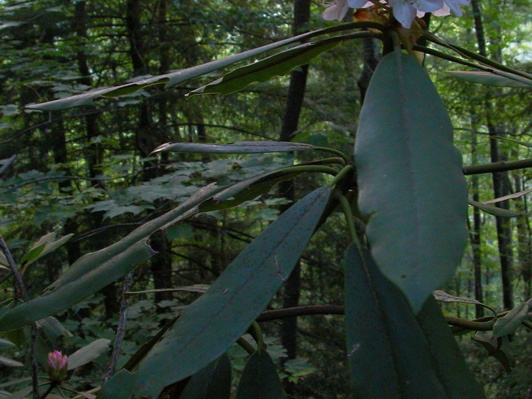 Rhododendron levitates in sunset.