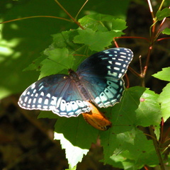 Mating butterflies.