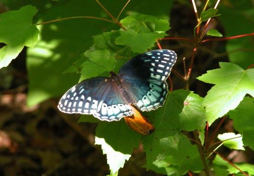 Mating butterflies.