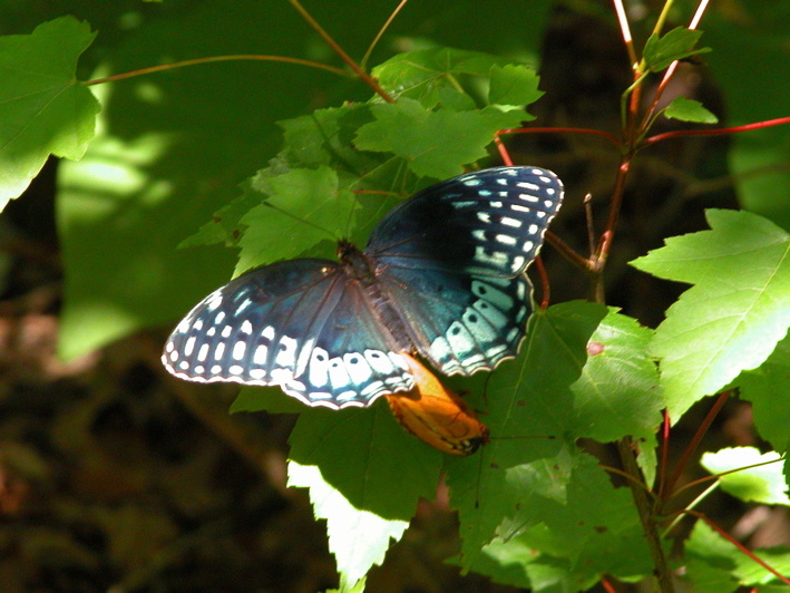 Mating butterflies.