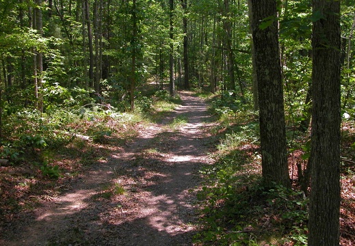 Typical horse trail conditions.