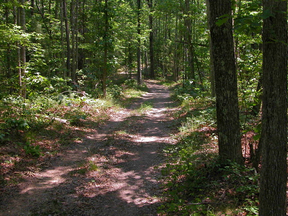 Typical horse trail conditions.