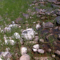 River stone and grass.