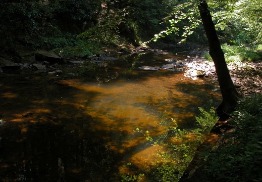 Williams Creek. Sunlight and shadow.