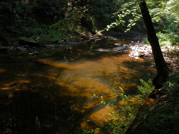 Williams Creek. Sunlight and shadow.