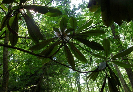 Rhododendron and canopy.