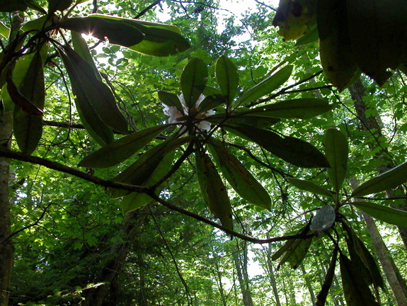 Rhododendron and canopy.