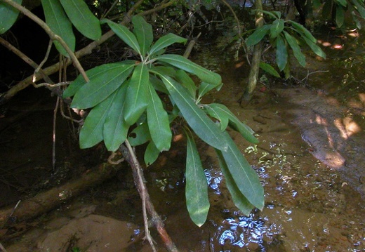 Water and plants.