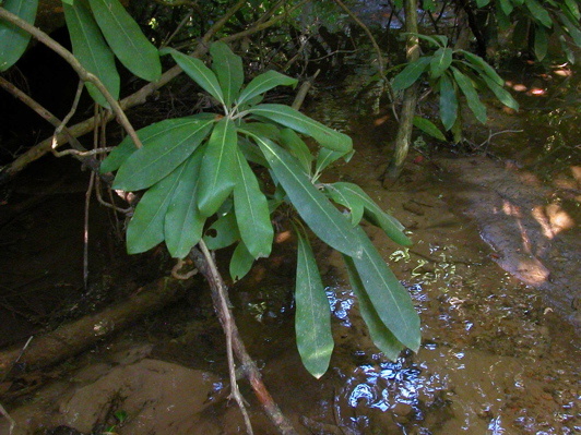 Water and plants.