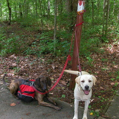 Leatherwood Ford.  Pixel and Gibson await big Hike.
