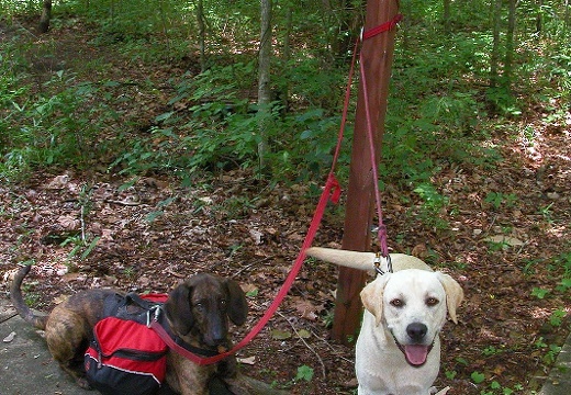 Leatherwood Ford.  Pixel and Gibson await big Hike.