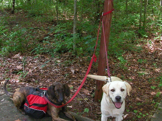 Leatherwood Ford.  Pixel and Gibson await big Hike.