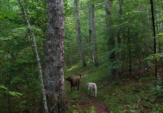 Grand Gap Loop trail. Allows mountain bikes during weekdays. 