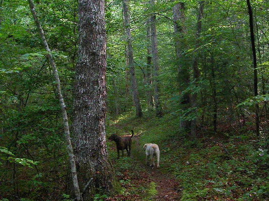 Grand Gap Loop trail. Allows mountain bikes during weekdays. 