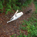 Nice trail, Grand Gap Loop. 