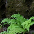 Sandstone and Fern.