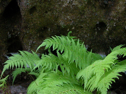 Sandstone and Fern.