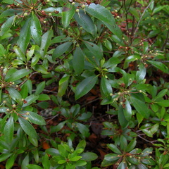 Mountain Laurel. 