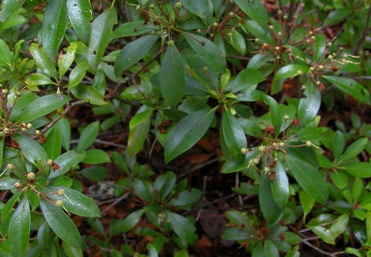 Mountain Laurel. 