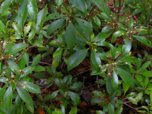 Mountain Laurel. 