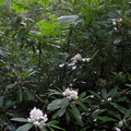 Rhododendron. 