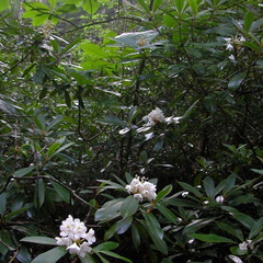Rhododendron. 
