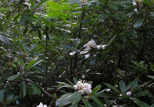 Rhododendron. 