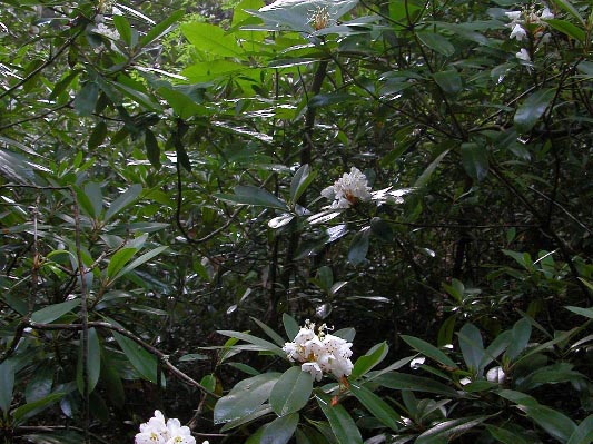 Rhododendron. 