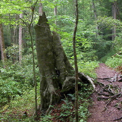 Old American Beech.