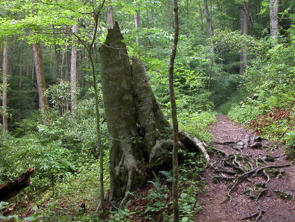 Old American Beech.