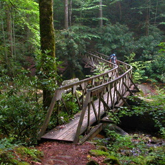 Fall Branch footbridge. 