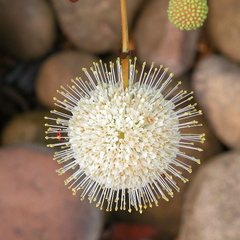 Round flower and river stones. 
