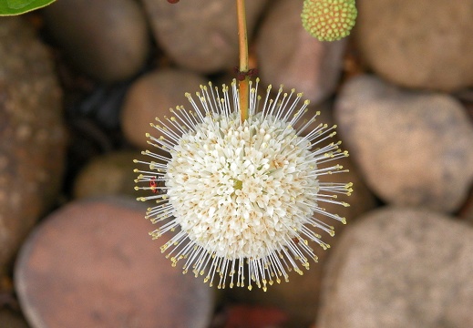 Round flower and river stones. 