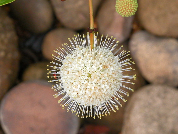 Round flower and river stones. 