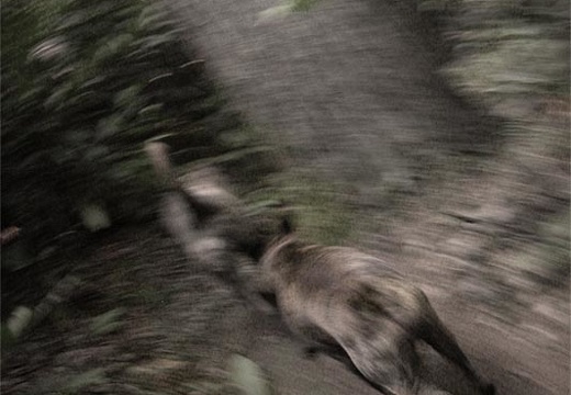 Jake &amp; Pixel running on Swift Camp Creek Trail past hemlock tree