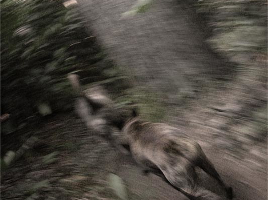 Jake &amp; Pixel running on Swift Camp Creek Trail past hemlock tree