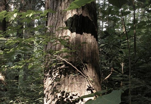 Shadows on hemlock tree