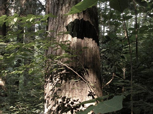 Shadows on hemlock tree