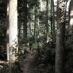 Swift Camp Creek Trail